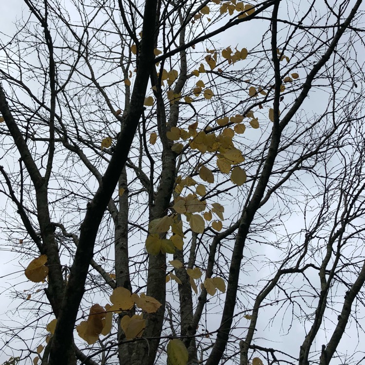 plant image 868310