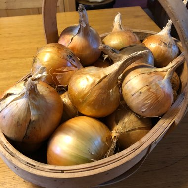 Allium cepa (Cepa Group)