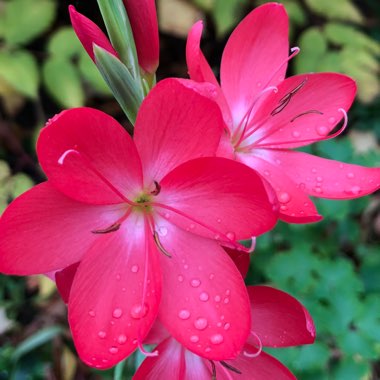 Hesperantha coccinea 'Oregon Sunset' syn. Schizostylis coccinea 'Oregon Sunset'