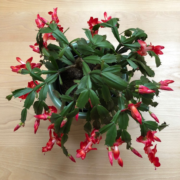 plant image 872065 plant image 872065