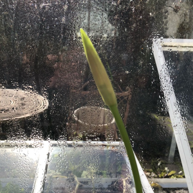 plant image 872306 plant image 872306