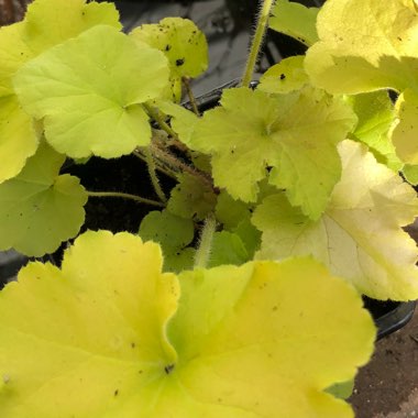 Heuchera 'Guacamole'