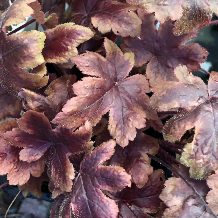 plant image 873286 plant image 873286