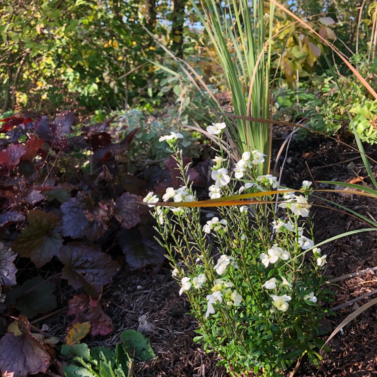 plant image 873291