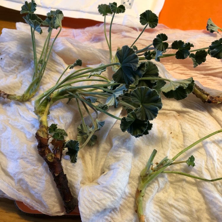 Plant image Pelargonium sidoides syn. Pelargonium sidifolium