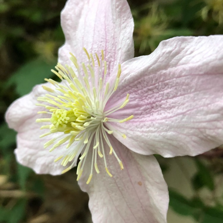 plant image 879160