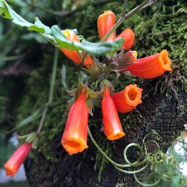 Eccremocarpus scaber