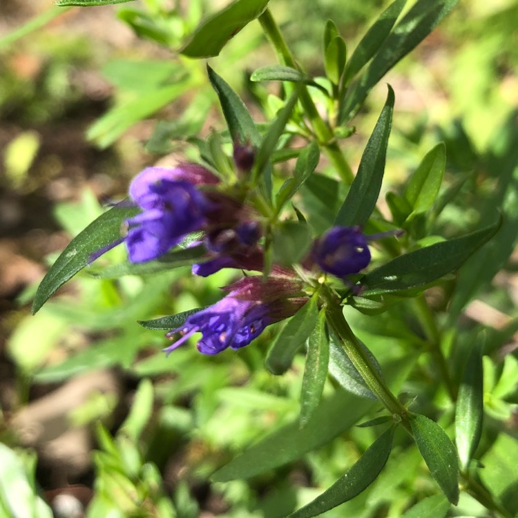 Plant image Hyssopus officinalis