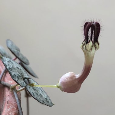 Ceropegia linearis subsp. Woodii