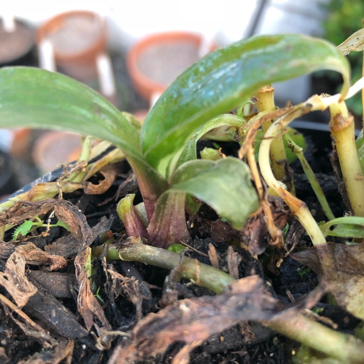 plant image 886396