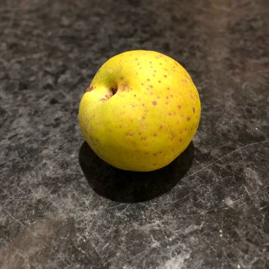 Chaenomeles japonica