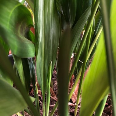 Aspidistra elatior