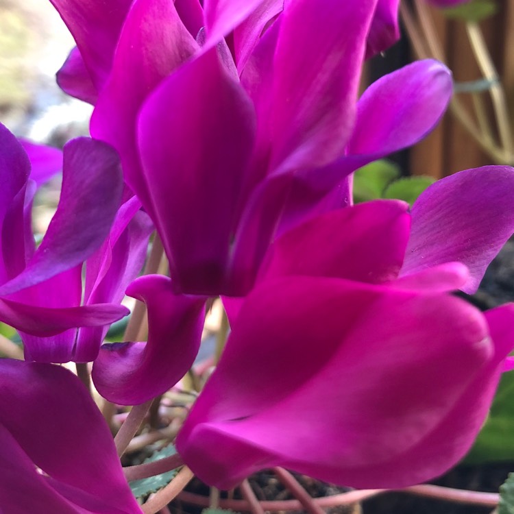 Plant image Cyclamen