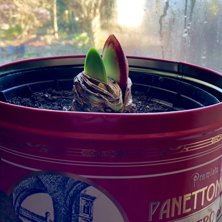 Plant image Hippeastrum