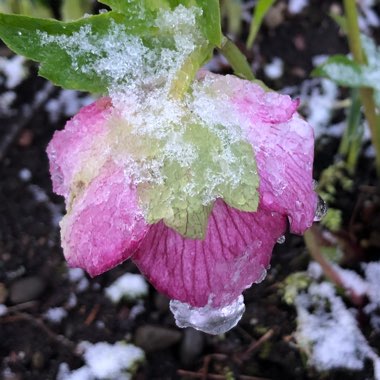 Helleborus x hybridus 'Harvington Picotee'
