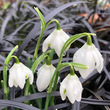 Galanthus nivalis