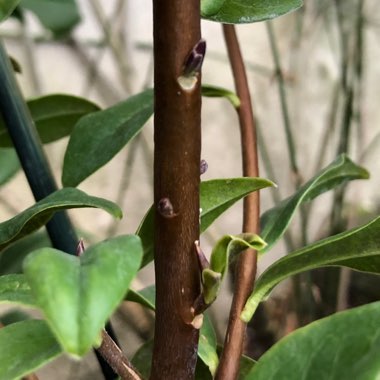 Daphne bholua 'Jacqueline Postill'