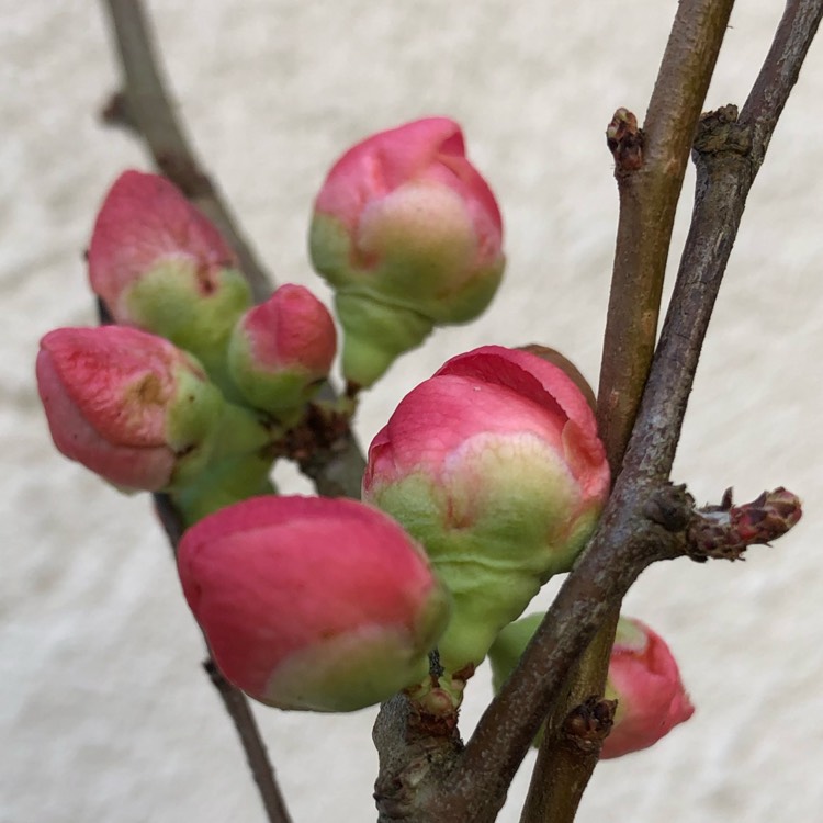 Plant image Chaenomeles x superba 'Pink Lady'