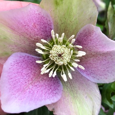 Helleborus