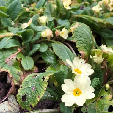 Primula vulgaris
