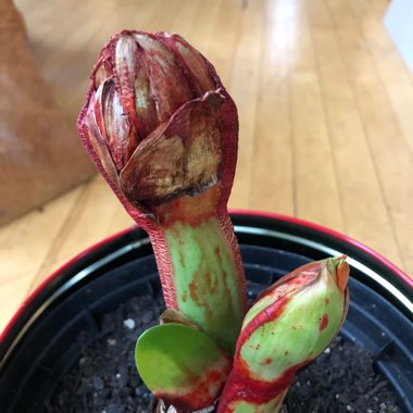 Hippeastrum