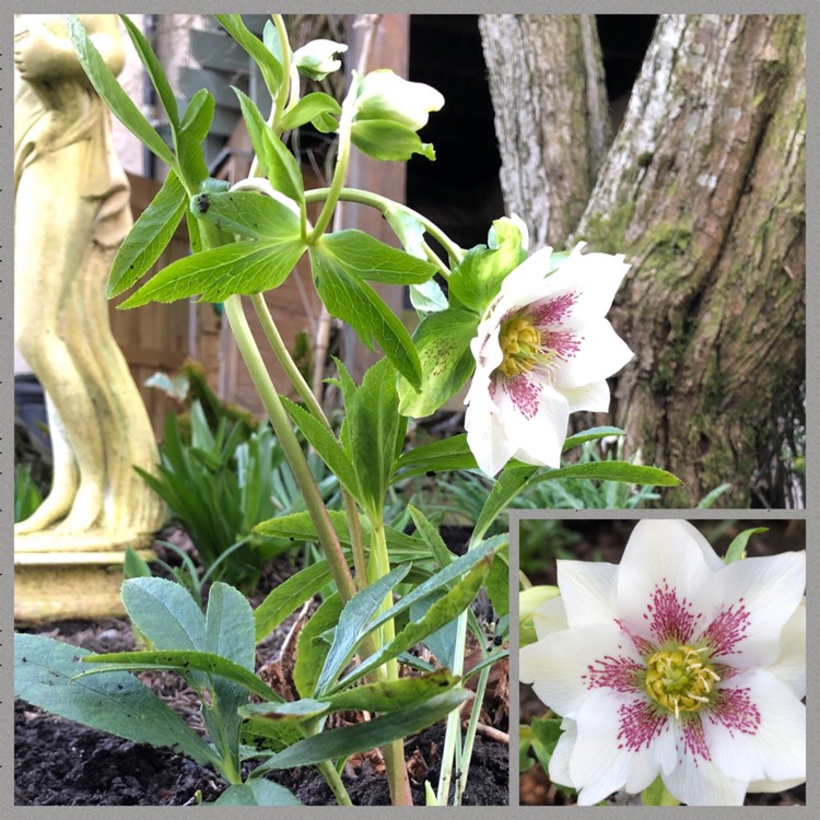 plant image 947694