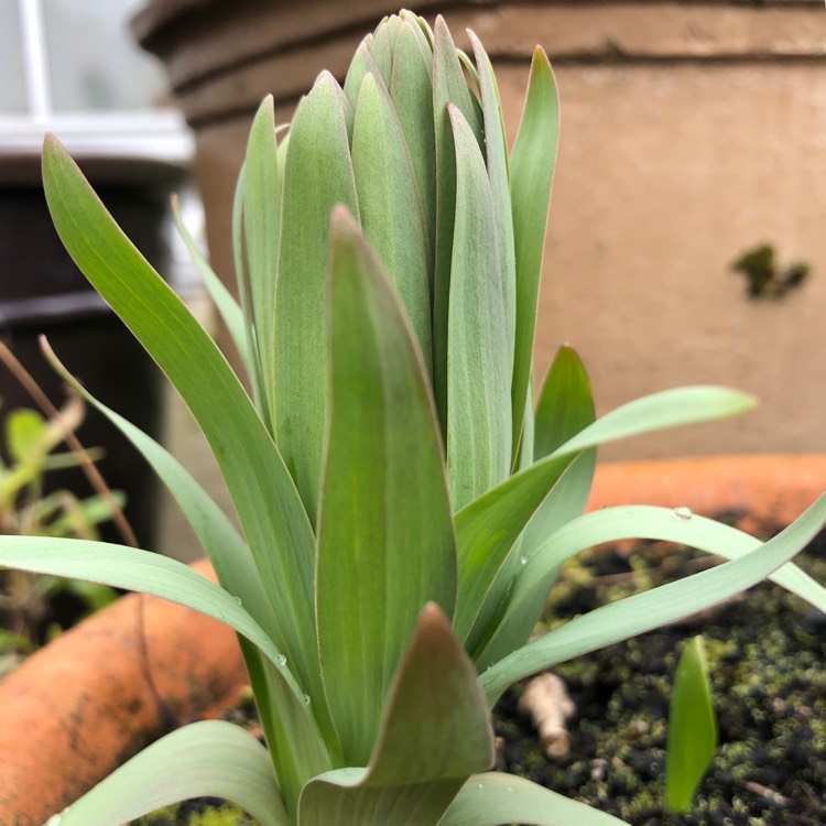 Plant image Fritillaria persica 'Adiyaman'