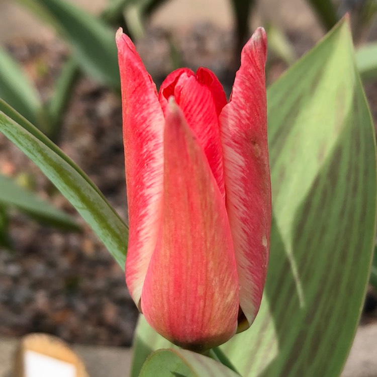 Plant image Tulipa 'Pinocchio'