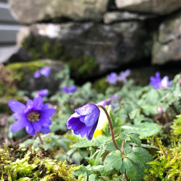 Plant image Anemone blanda 'Blue Shades'