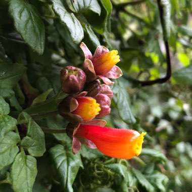 Eccremocarpus scaber