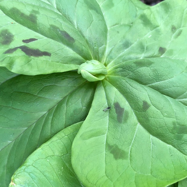 plant image 967690