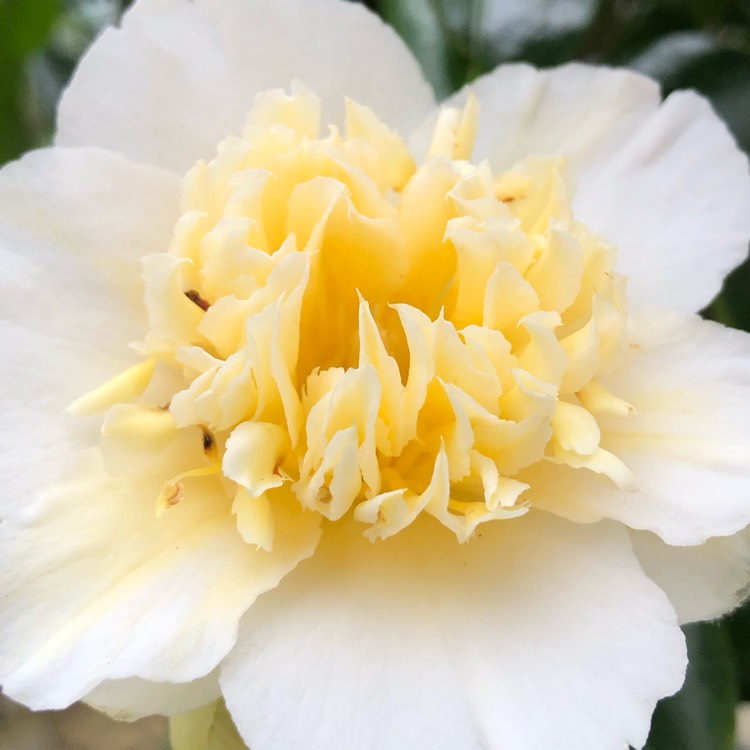 plant image 975424 plant image 975424
