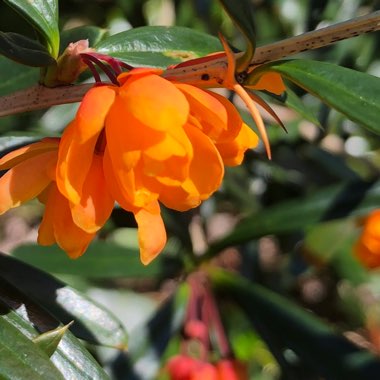 Berberis linearifolia 'Orange King'