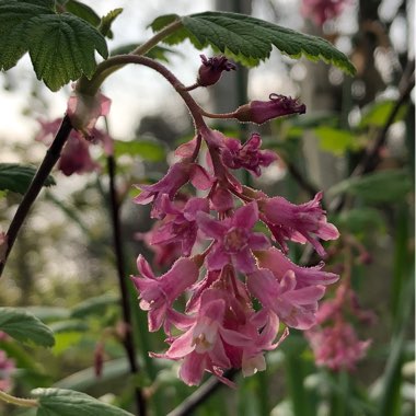 Ribes sanguineum