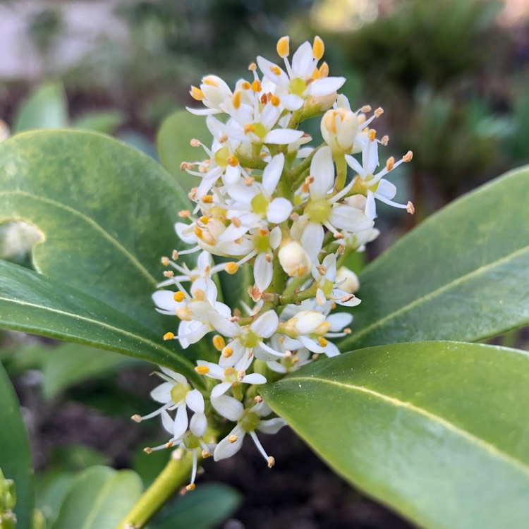 plant image 981390