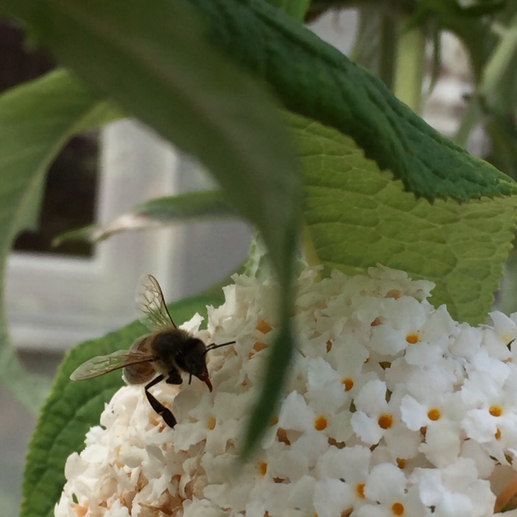 Plant image Buddleja davidii 'White Profusion'