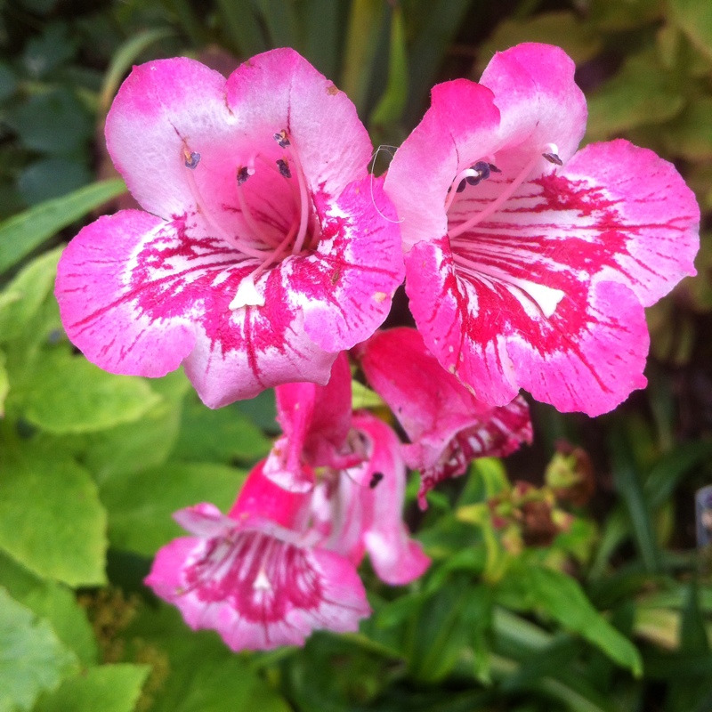 plant image 5121