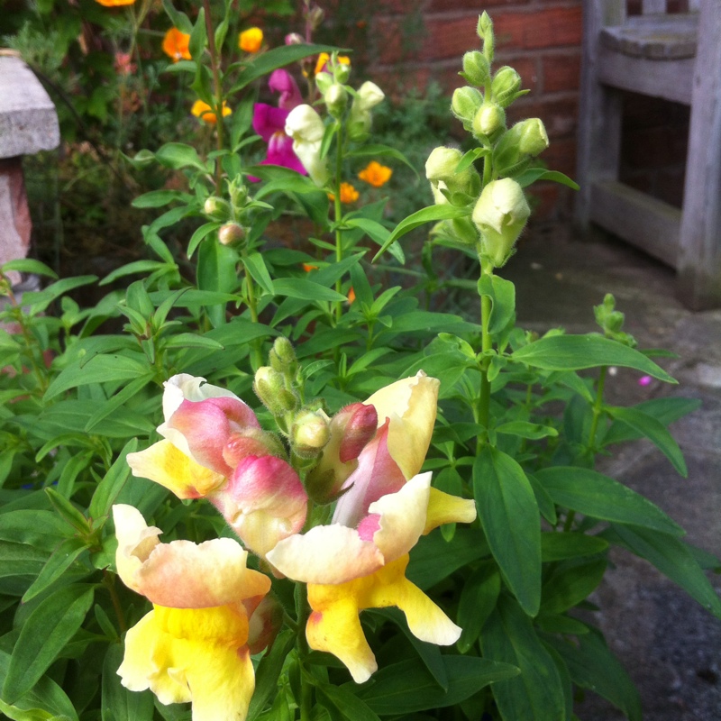 Plant image Antirrhinum majus 'Peaches And Cream'