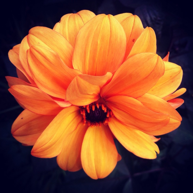 Plant image Dahlia 'Apricot Star'