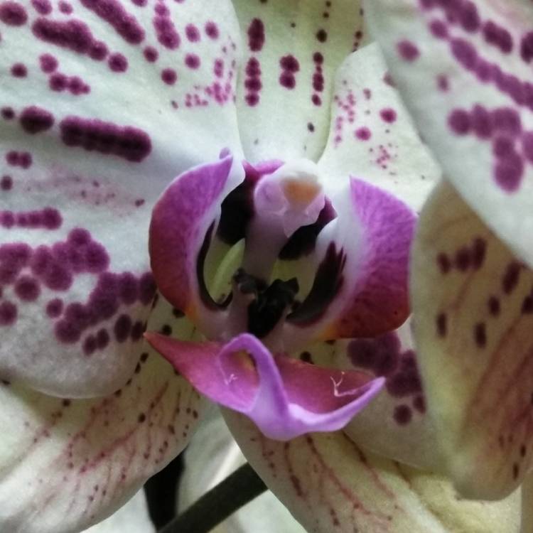 Plant image Phalaenopsis 'Fusheng's Mystical Dream'