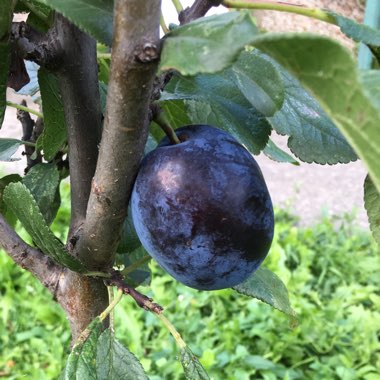 Plum Tree 'Opal'