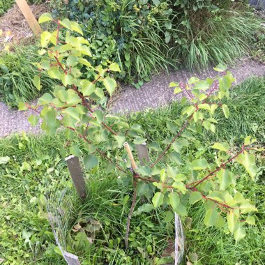 Apricot Tree