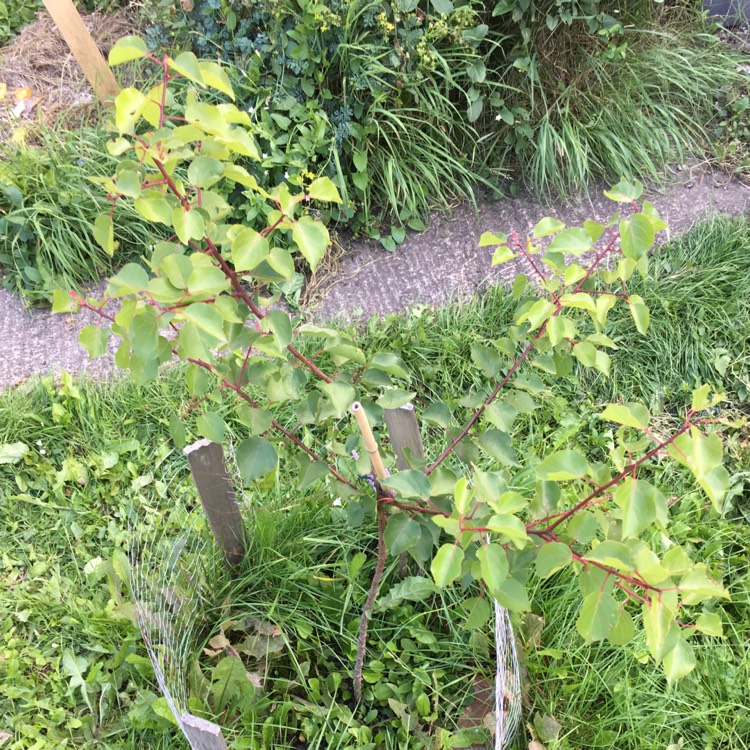 plant image 1141543