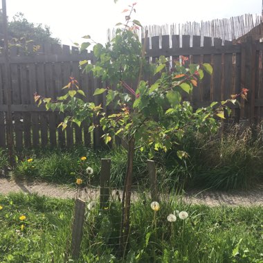 Apricot Tree