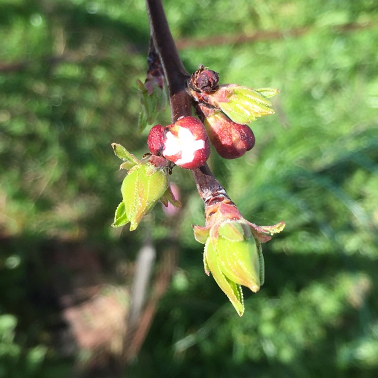 plant image 1457120