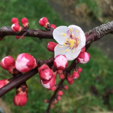 Apricot Tree