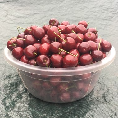 Prunus avium 'Kordia'