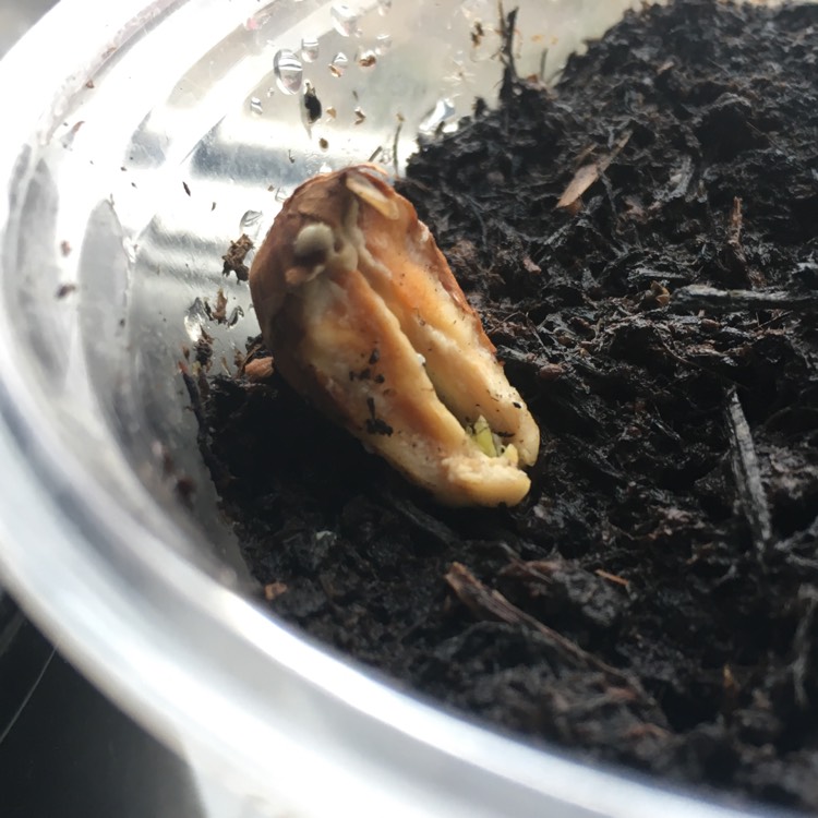 plant image 632759