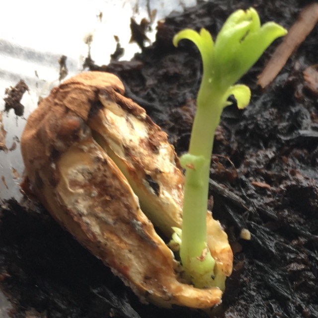 plant image 639549