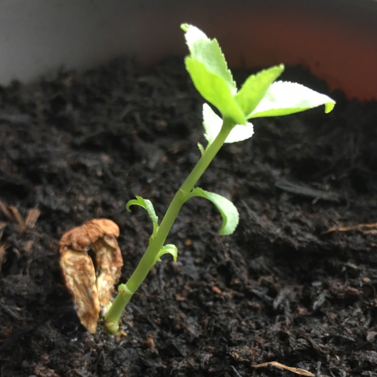 plant image 647464
